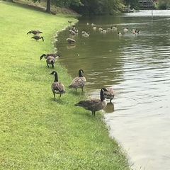 Branta canadensis