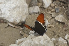 Siproeta epaphus epaphus
