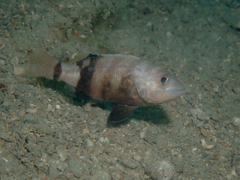Serranus hepatus