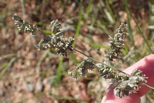 Image of Eragrostis echinochloidea by (c) Nicola van Berkel, some rights reserved (CC BY-SA)