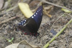 Mimoides phaon phaon