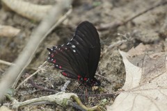Mimoides phaon phaon