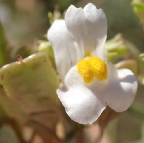 Image of Nemesia fruticans by (c) Nicola van Berkel, some rights reserved (CC BY-SA)