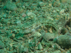 Gobius roulei