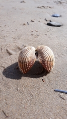 Acanthocardia echinata