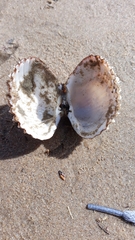 Acanthocardia echinata