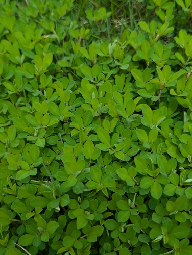 Japanese Clover