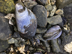 Mytilus trossulus
