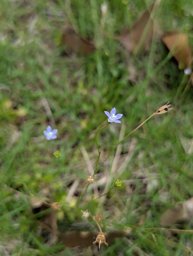 southern rockbell