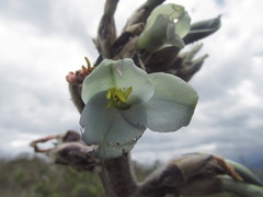 Puya asplundii