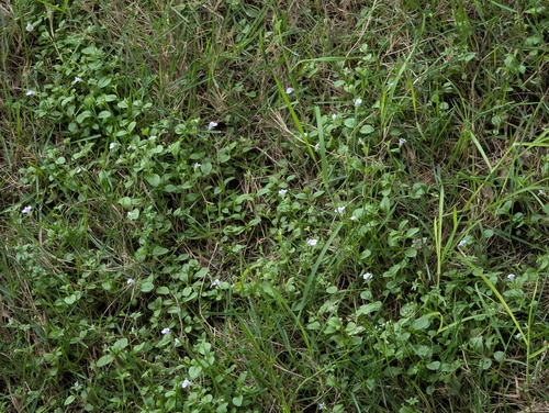 Asian mazus
