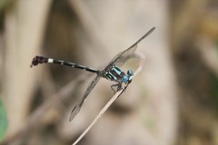 Erpetogomphus constrictor