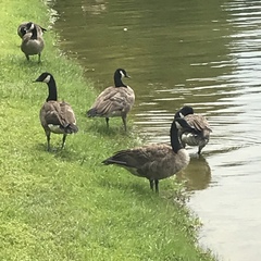 Branta canadensis