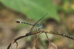Erpetogomphus eutainia