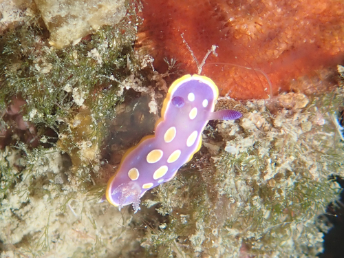 yellow-dotted doris