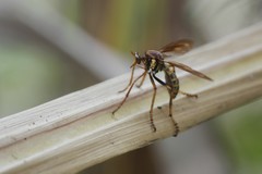 Blepharepium annulatum