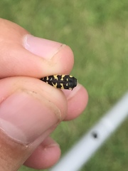 Acmaeodera macra