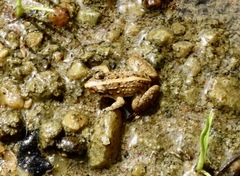 Minervarya syhadrensis