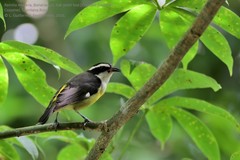 Coereba flaveola caboti