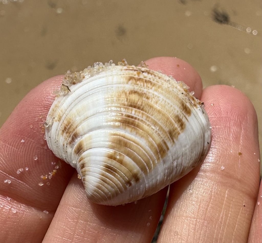 Striped Venus Clam