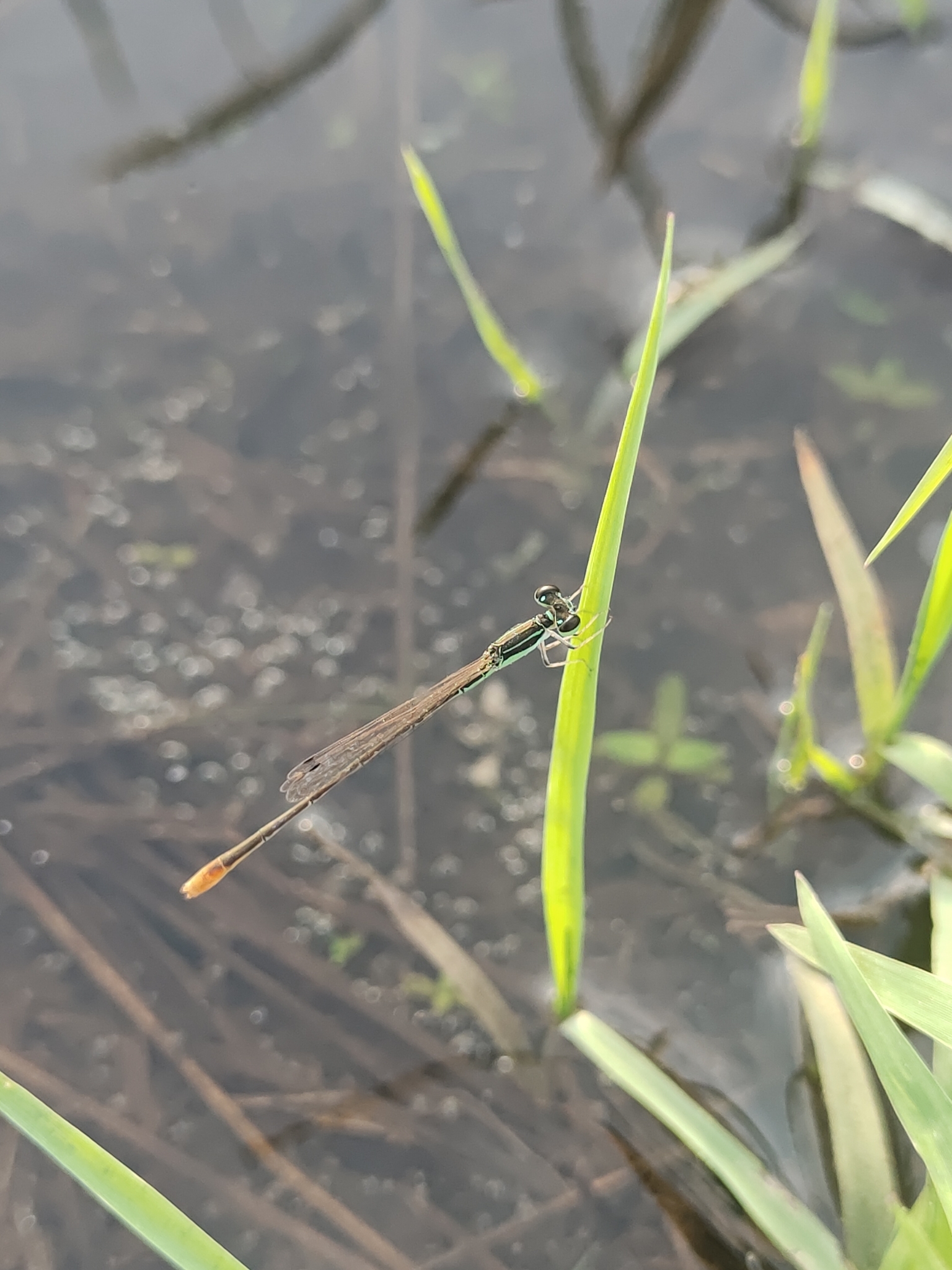 Pygmy Dartlet