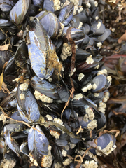 Mytilus trossulus