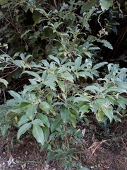Cornus capitata