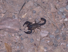 Pseudouroctonus apacheanus