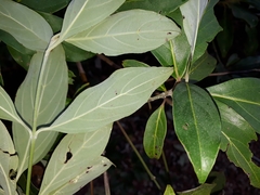 Cornus capitata
