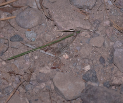 Pseudouroctonus apacheanus