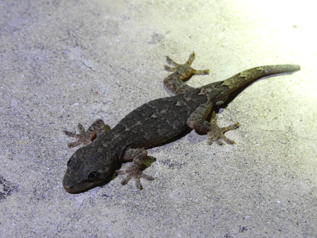 Japanese Giant Gecko from 中国温州市瑞安市北麂岛 邮政编码: 325408 on May 02, 2025 at ...