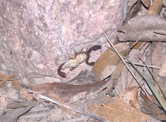 Pseudouroctonus apacheanus