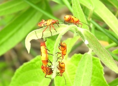 Oncopeltus guttaloides