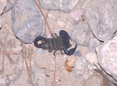 Pseudouroctonus apacheanus