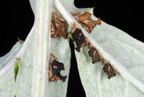 Keeled Treehopper photo 6
