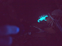 Pseudouroctonus apacheanus