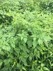 Physalis angulata