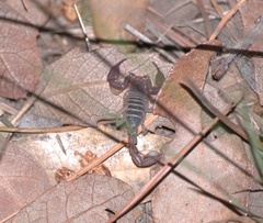 Pseudouroctonus apacheanus