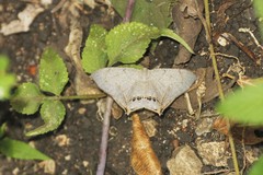 Psamathia placidaria