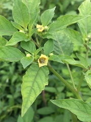 Physalis angulata