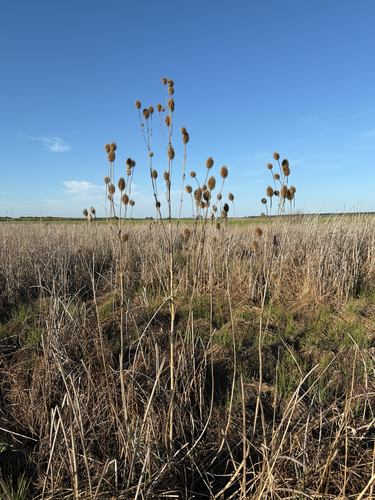 Dipsacus gmelinii (Dipsacus gmelinii)