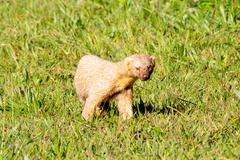 Tayra photo 2