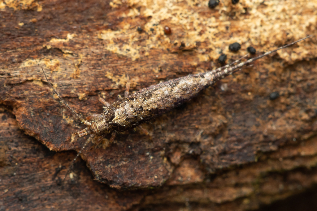 Lepismachilis notata