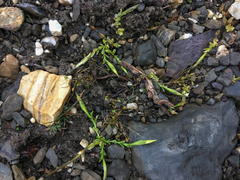 Gentiana prostrata