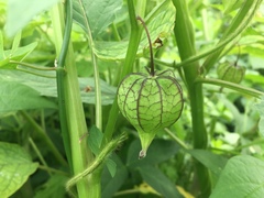 Physalis angulata