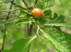 Casearia dolichophylla