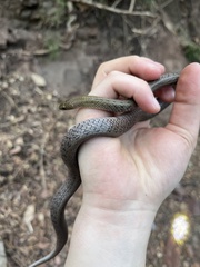 Mount Gongga Keelback photo 3