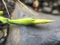 Gentiana prostrata