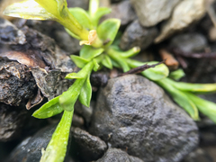 Gentiana prostrata