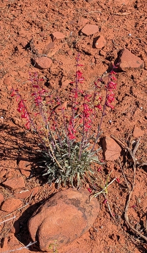 Image of Penstemon utahensis by (c) Andrew Dudley, some rights reserved (CC BY)